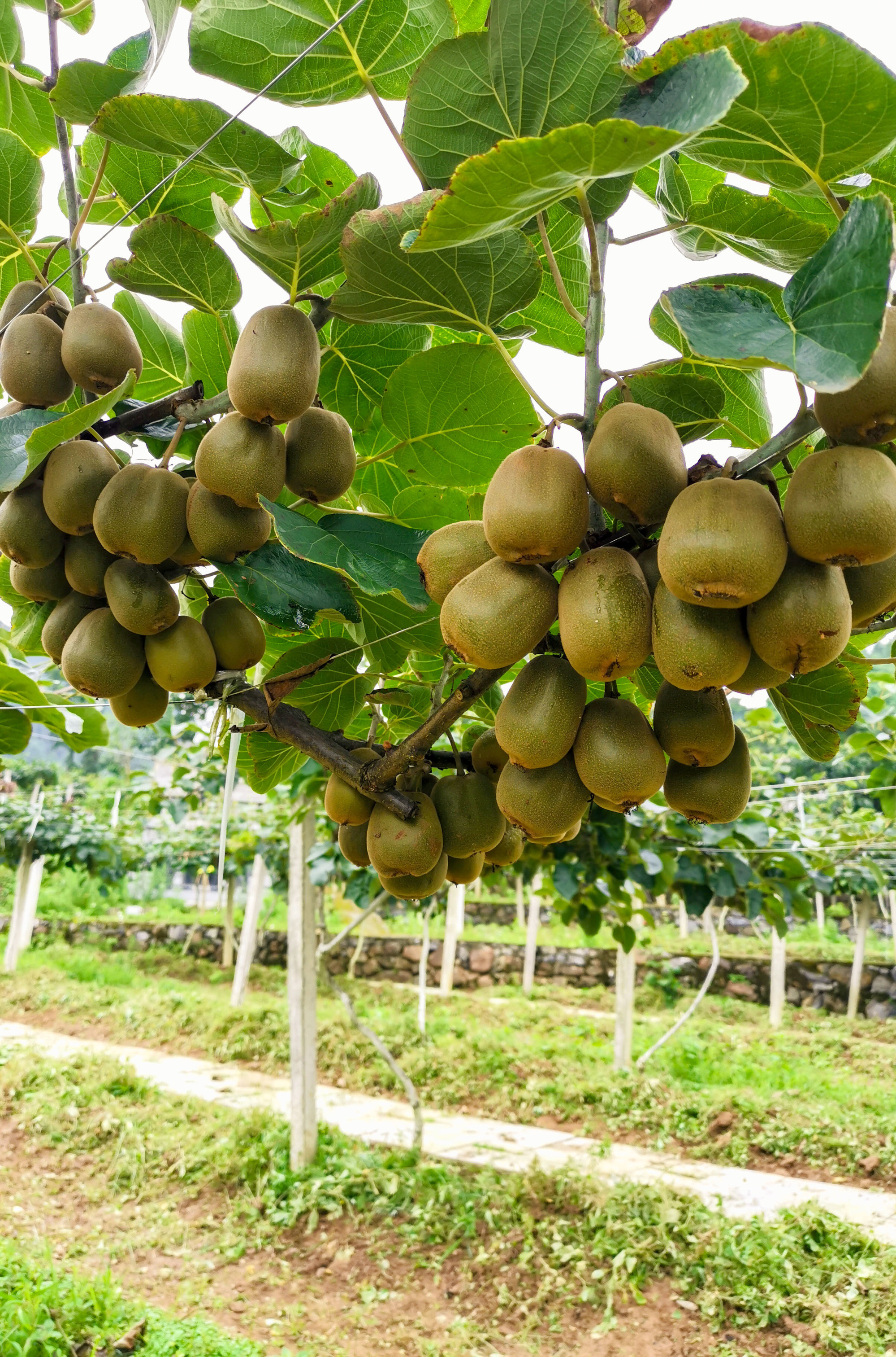 阿依河采摘园红心猕猴桃又熟了